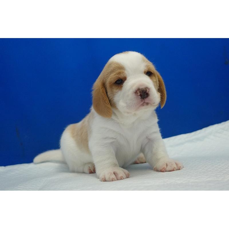 販売中の愛知県のビーグル-434166の6枚目