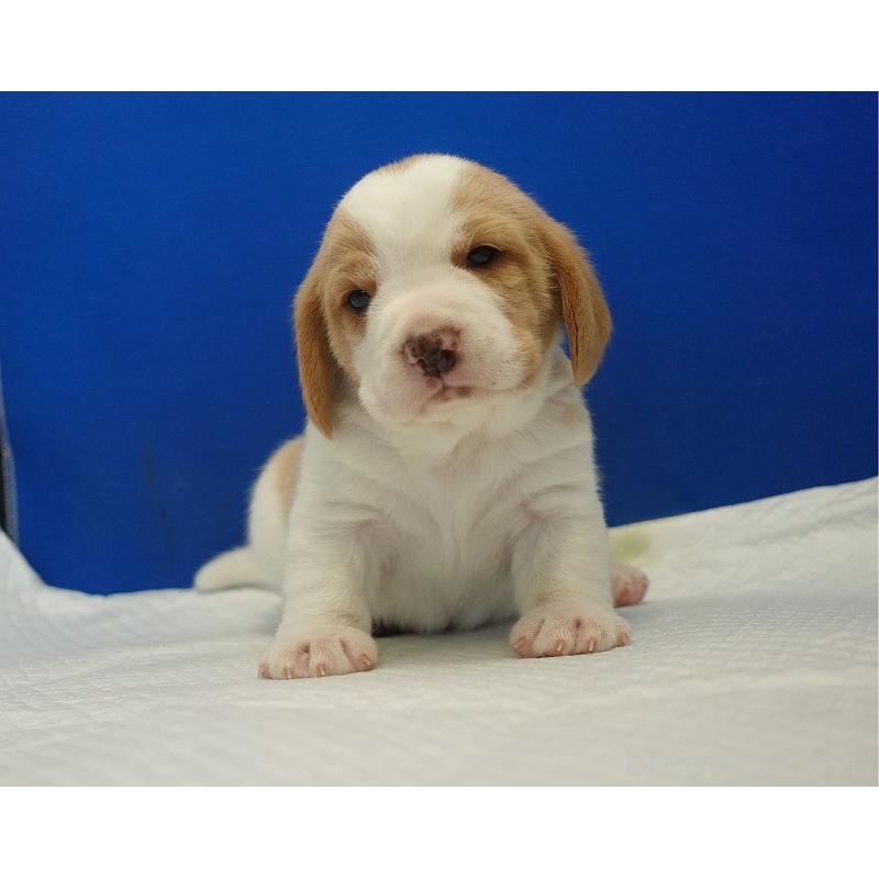 販売中の愛知県のビーグル-434166の5枚目