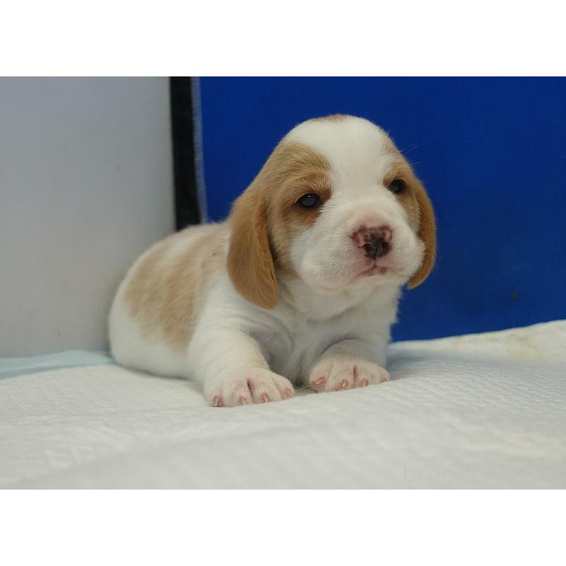 販売中の愛知県のビーグル-434166の3枚目