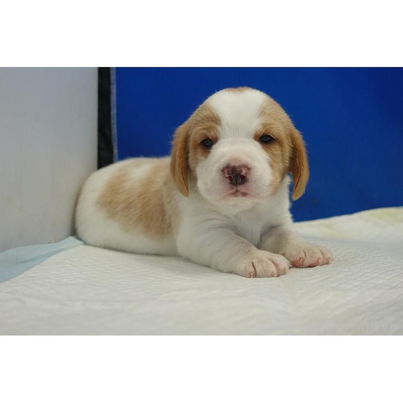 販売中の愛知県のビーグル-434166の2枚目