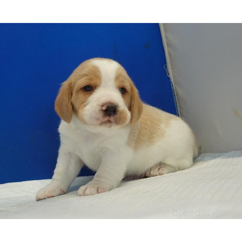 販売中の愛知県のビーグル-434167の16枚目