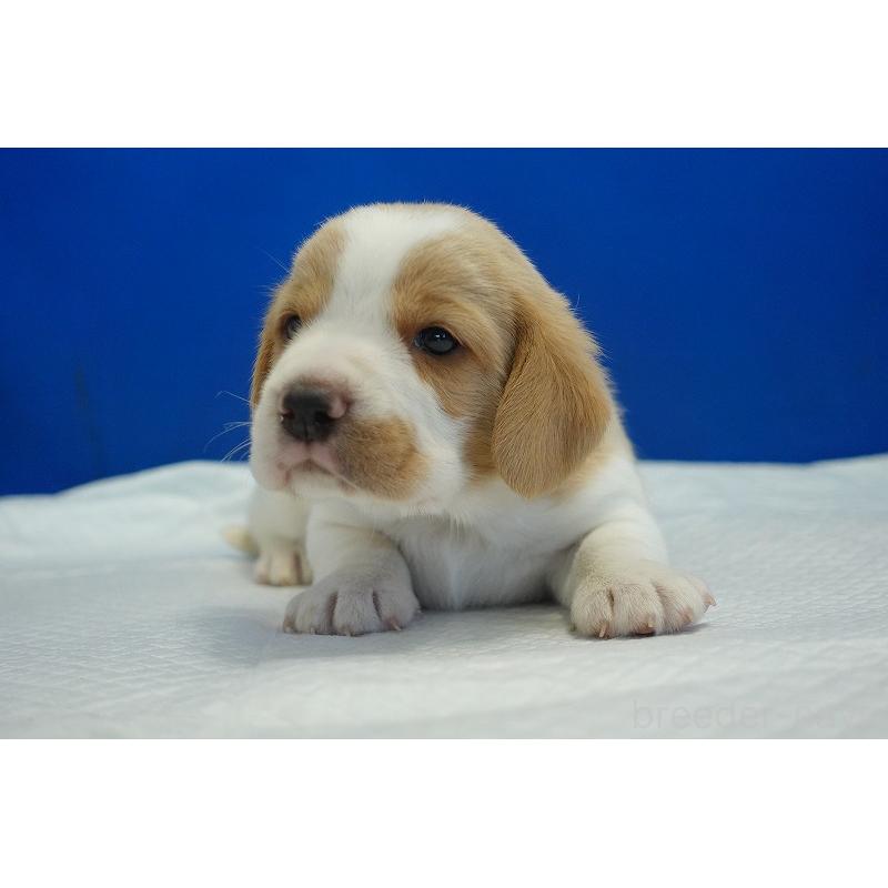 販売中の愛知県のビーグル-434167の15枚目