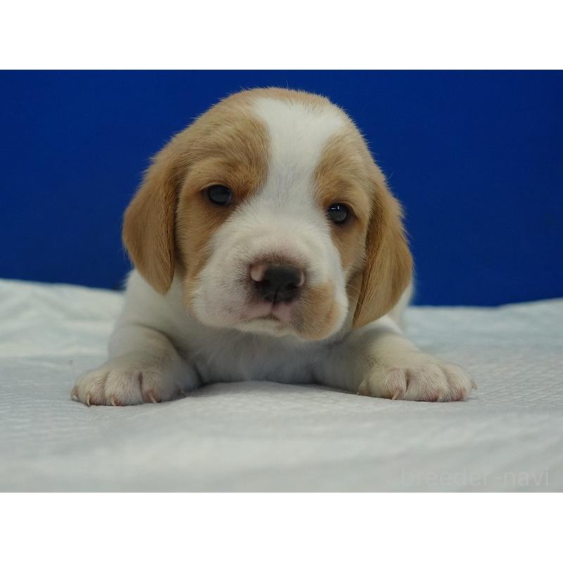 販売中の愛知県のビーグル-434167の13枚目