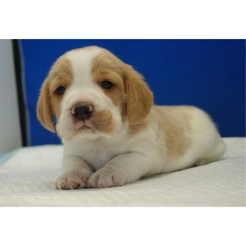 販売中の愛知県のビーグル-434167の14枚目