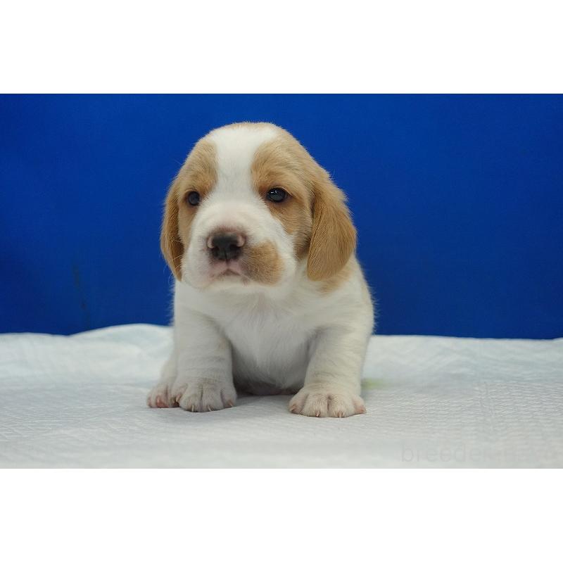 販売中の愛知県のビーグル-434167の12枚目