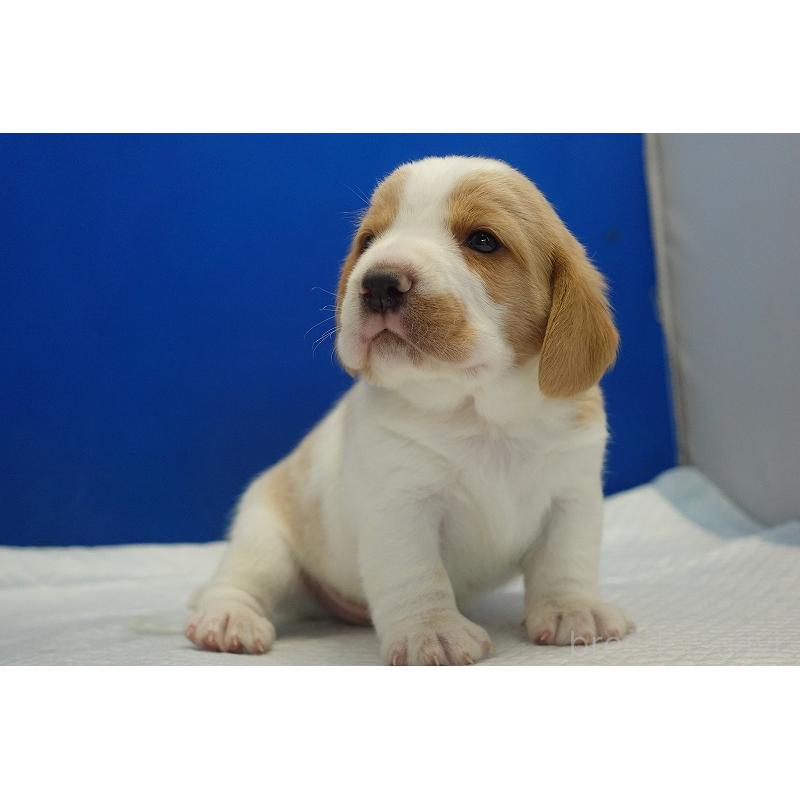 販売中の愛知県のビーグル-434167の11枚目