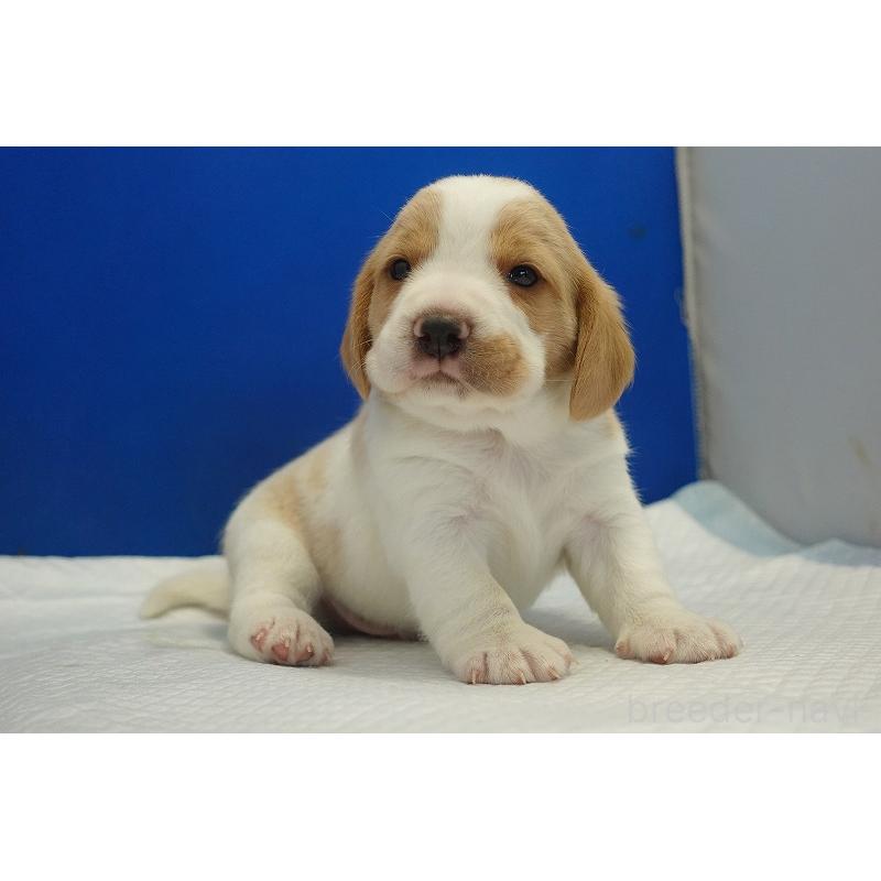 販売中の愛知県のビーグル-434167の10枚目