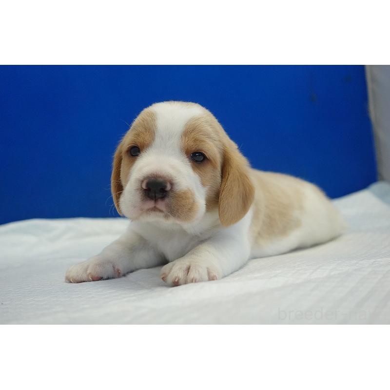 販売中の愛知県のビーグル-434167の9枚目