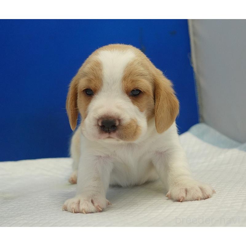 販売中の愛知県のビーグル-434167の7枚目