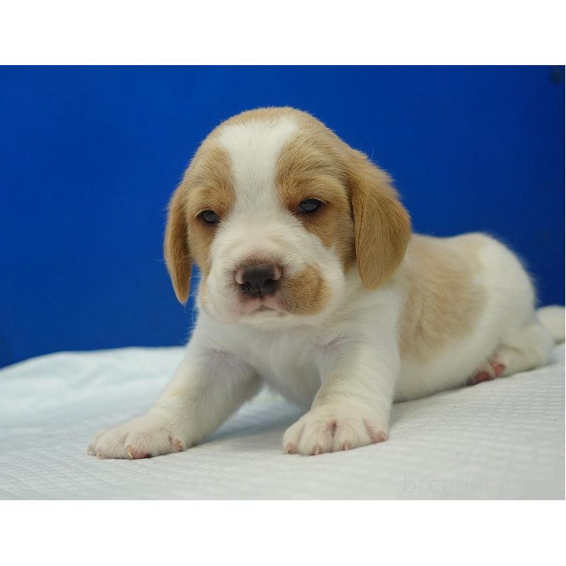 販売中の愛知県のビーグル-434167の6枚目