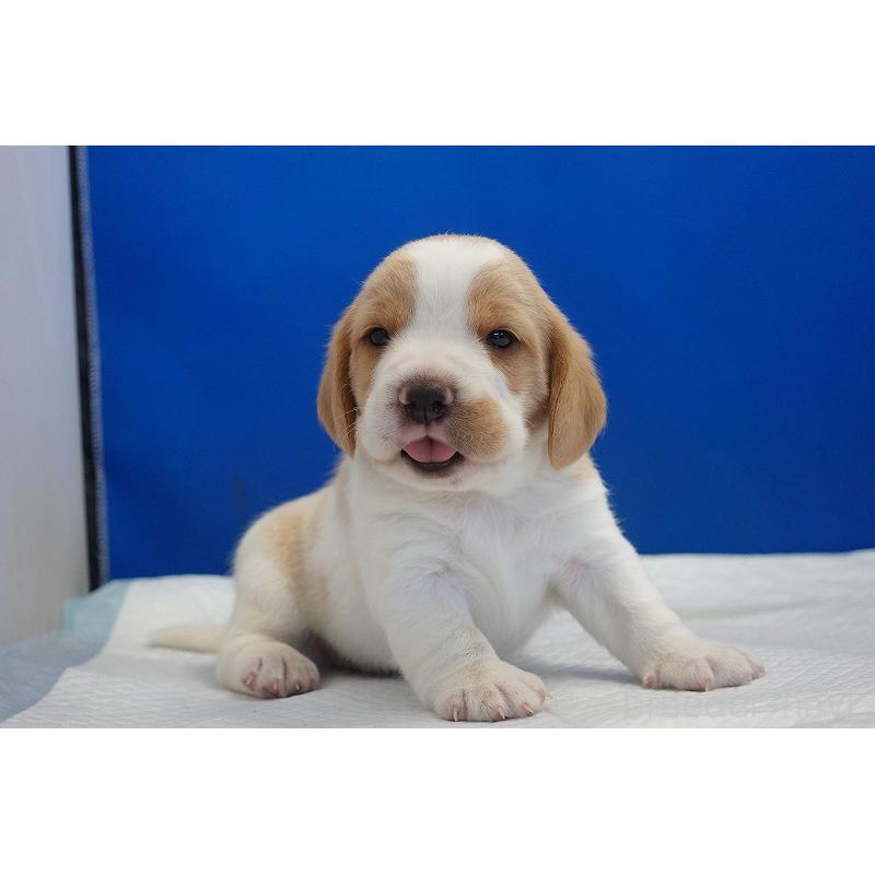 販売中の愛知県のビーグル-434167の5枚目