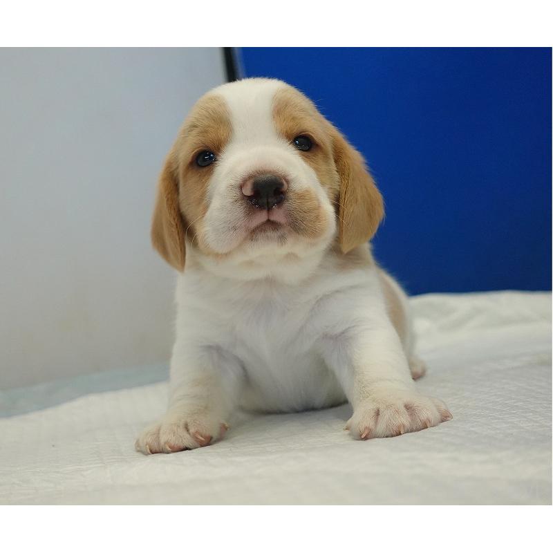 販売中の愛知県のビーグル-434167の4枚目