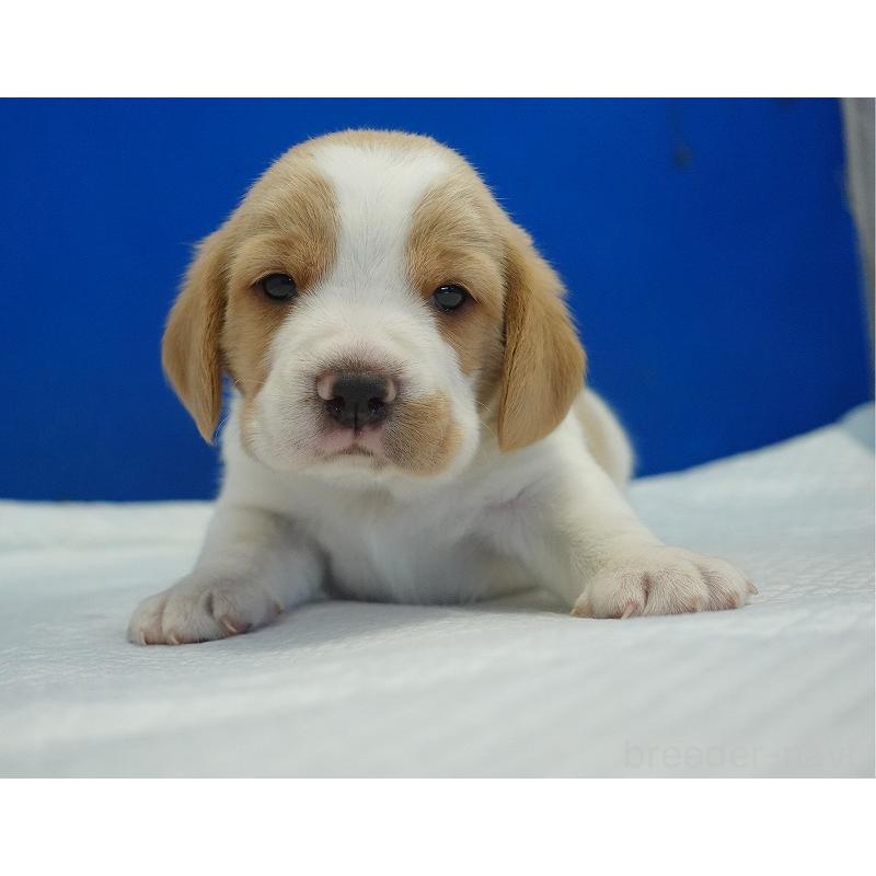 販売中の愛知県のビーグル-434167の2枚目