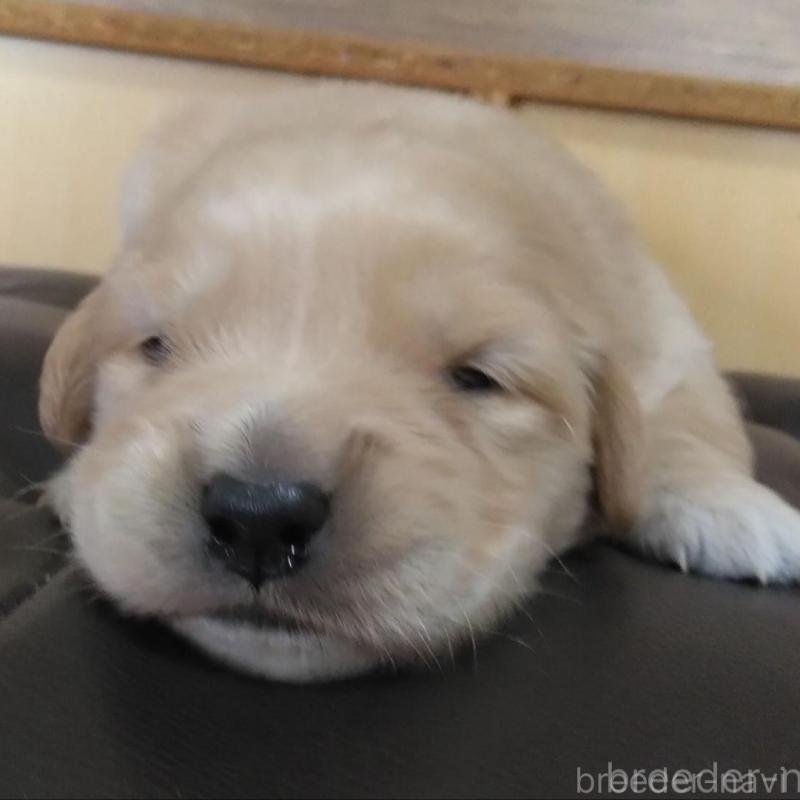 販売中の鹿児島県のゴールデンレトリーバー-434168の1枚目