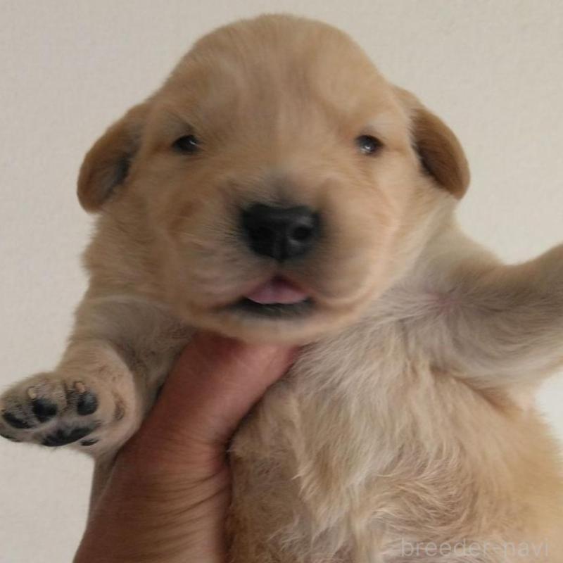 販売中の鹿児島県のゴールデンレトリーバー-434168の10枚目