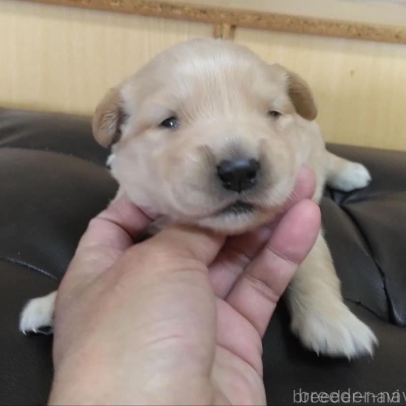 販売中の鹿児島県のゴールデンレトリーバー-434168の5枚目