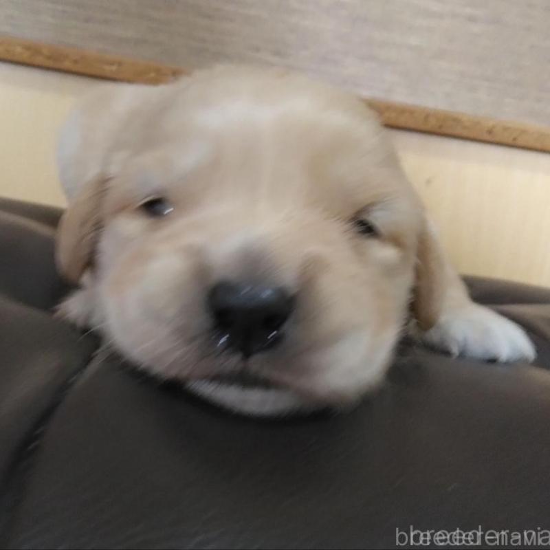 販売中の鹿児島県のゴールデンレトリーバー-434168の4枚目