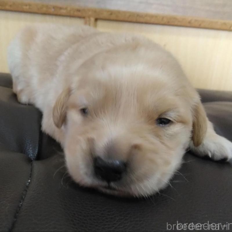 販売中の鹿児島県のゴールデンレトリーバー-434168の3枚目