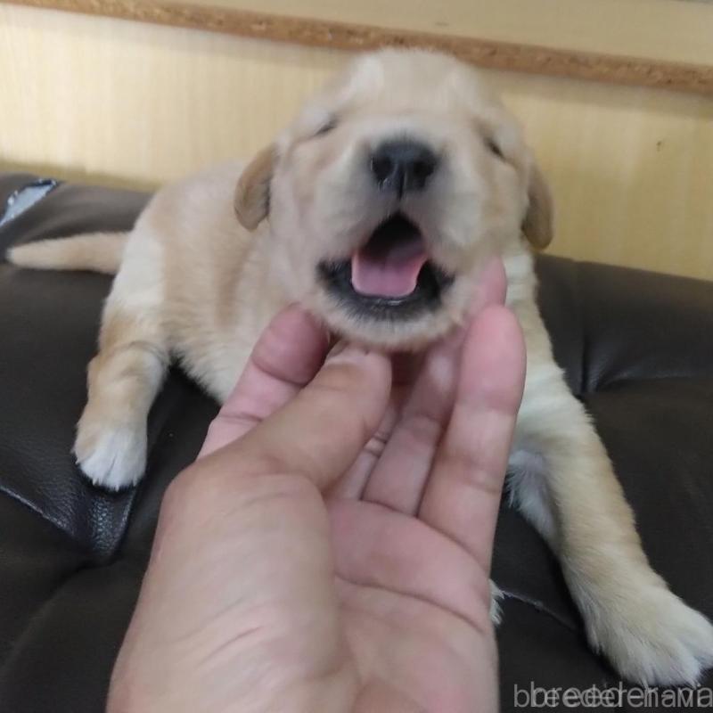 販売中の鹿児島県のゴールデンレトリーバー-434168の2枚目