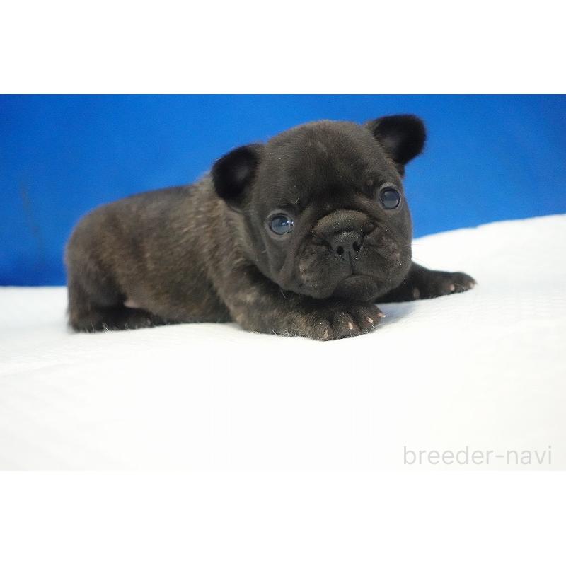 販売中の愛知県のフレンチブルドッグ-434169の14枚目