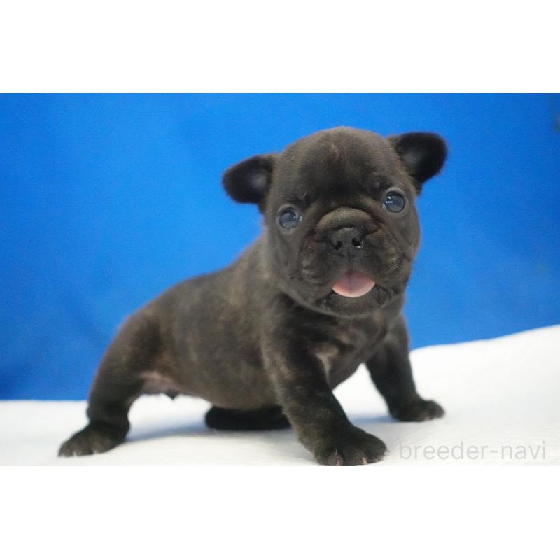 販売中の愛知県のフレンチブルドッグ-434169の13枚目