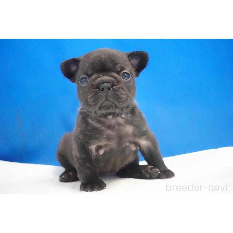 販売中の愛知県のフレンチブルドッグ-434169の12枚目