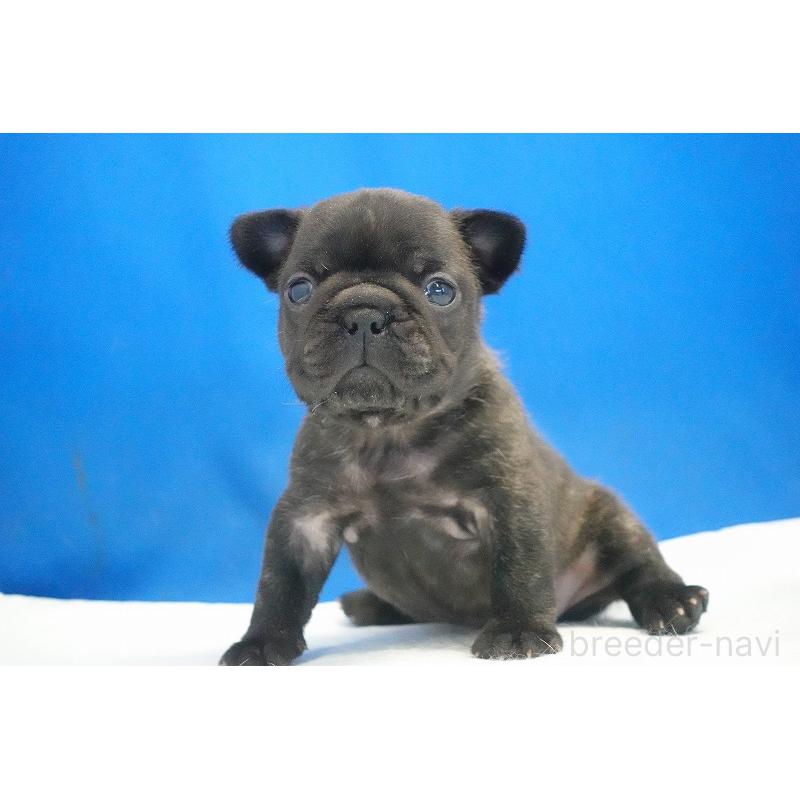 販売中の愛知県のフレンチブルドッグ-434169の11枚目