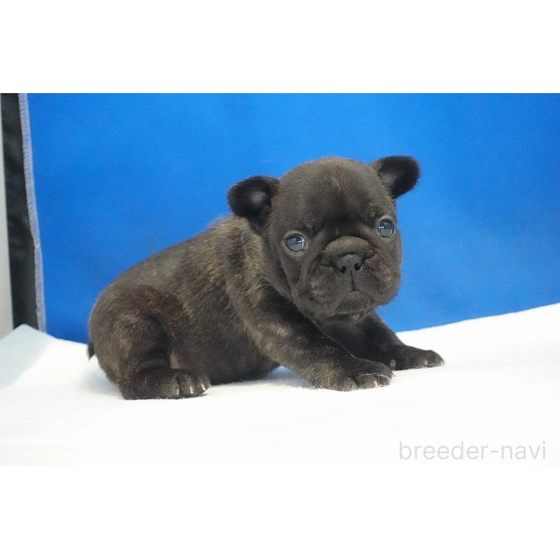販売中の愛知県のフレンチブルドッグ-434169の9枚目