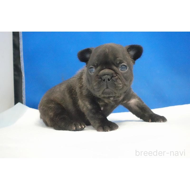 販売中の愛知県のフレンチブルドッグ-434169の8枚目