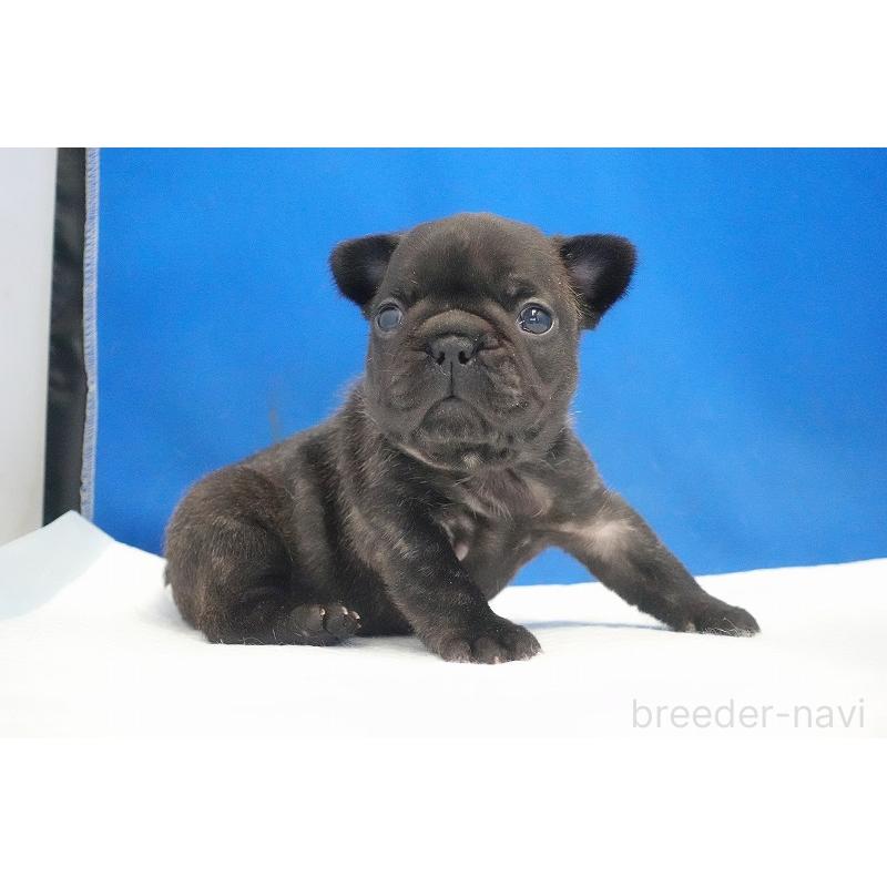 販売中の愛知県のフレンチブルドッグ-434169の7枚目