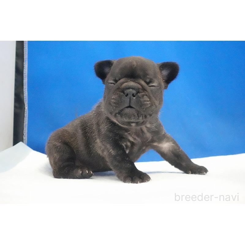 販売中の愛知県のフレンチブルドッグ-434169の6枚目