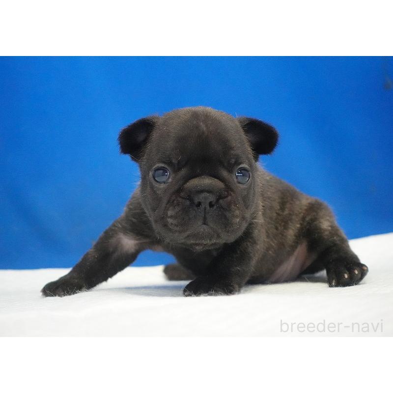 販売中の愛知県のフレンチブルドッグ-434169の4枚目