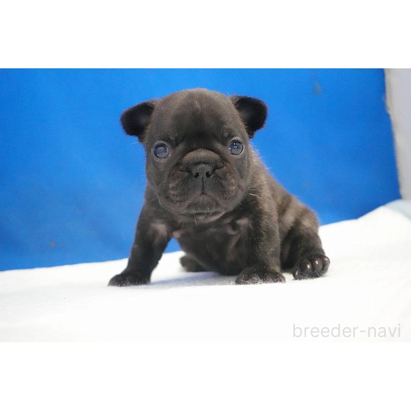 販売中の愛知県のフレンチブルドッグ-434169の3枚目