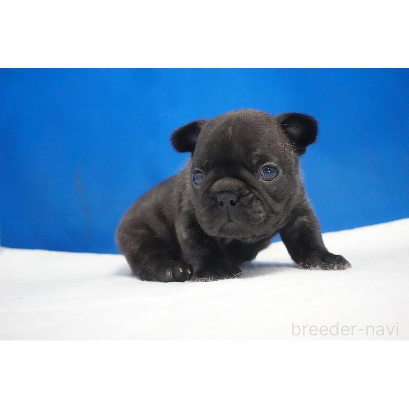 販売中の愛知県のフレンチブルドッグ-434169の2枚目