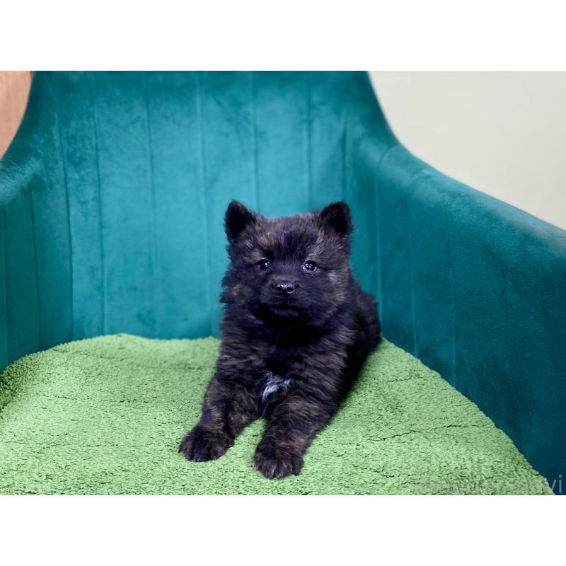 成約済の茨城県の甲斐犬-432392の4枚目