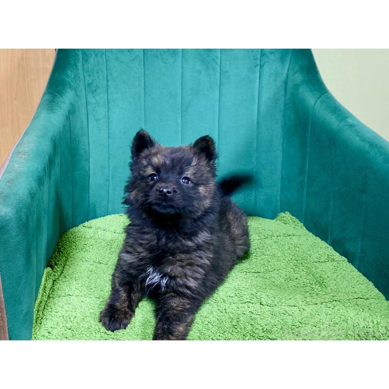 成約済の茨城県の甲斐犬-432392の3枚目