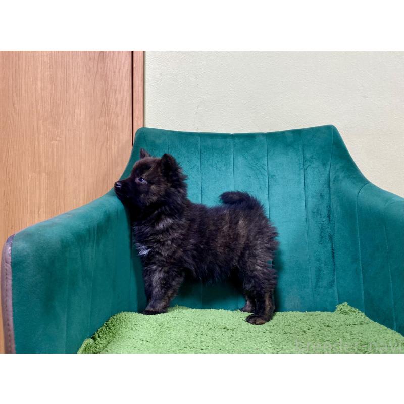 成約済の茨城県の甲斐犬-432392の2枚目