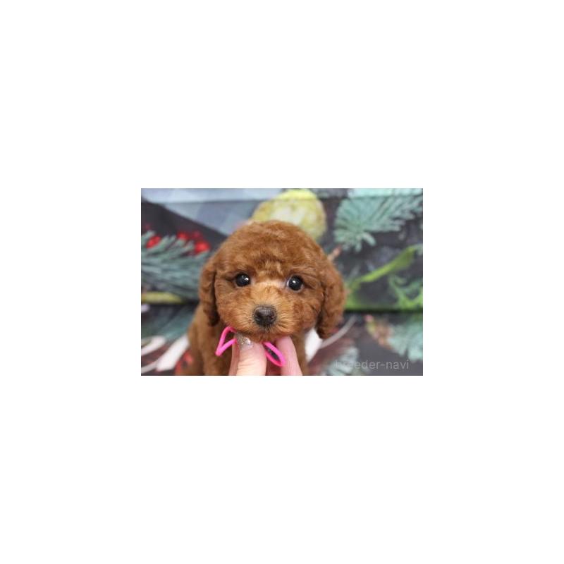 販売中の千葉県のトイプードル-428806の6枚目