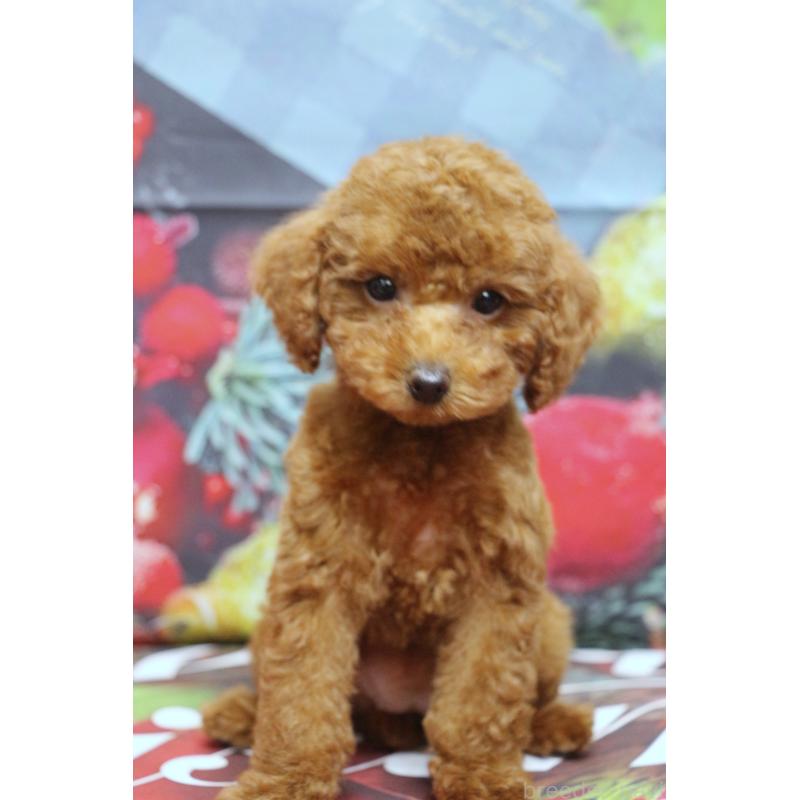 販売中の千葉県のトイプードル-428806の5枚目