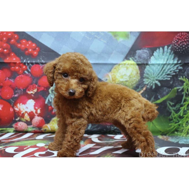 販売中の千葉県のトイプードル-428806の4枚目