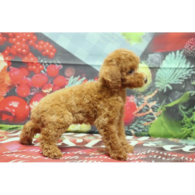 販売中の千葉県のトイプードル-428806の3枚目