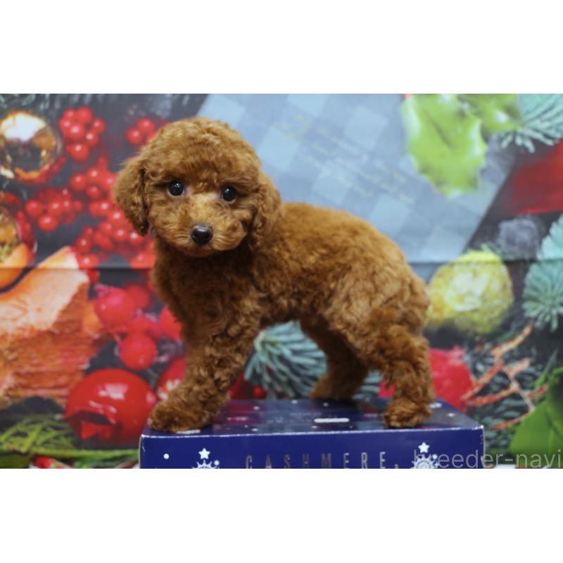 販売中の千葉県のトイプードル-428806の2枚目