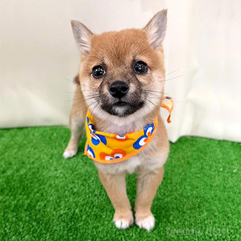 成約済の神奈川県の豆柴-434035の4枚目