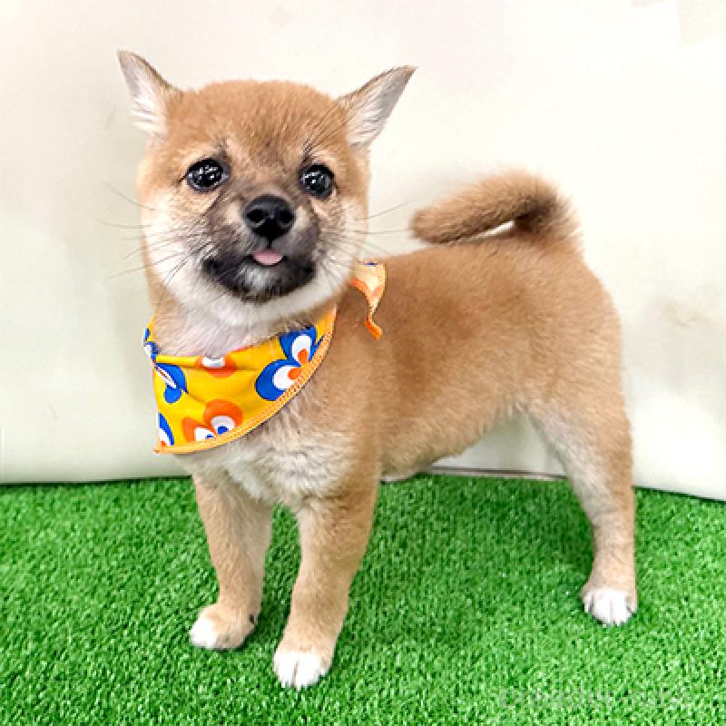 成約済の神奈川県の豆柴-434035の1枚目