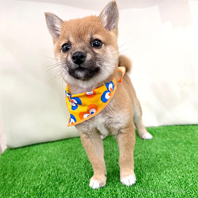 成約済の神奈川県の豆柴-434035の3枚目