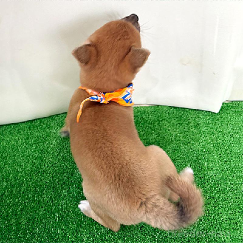 成約済の神奈川県の豆柴-434035の2枚目