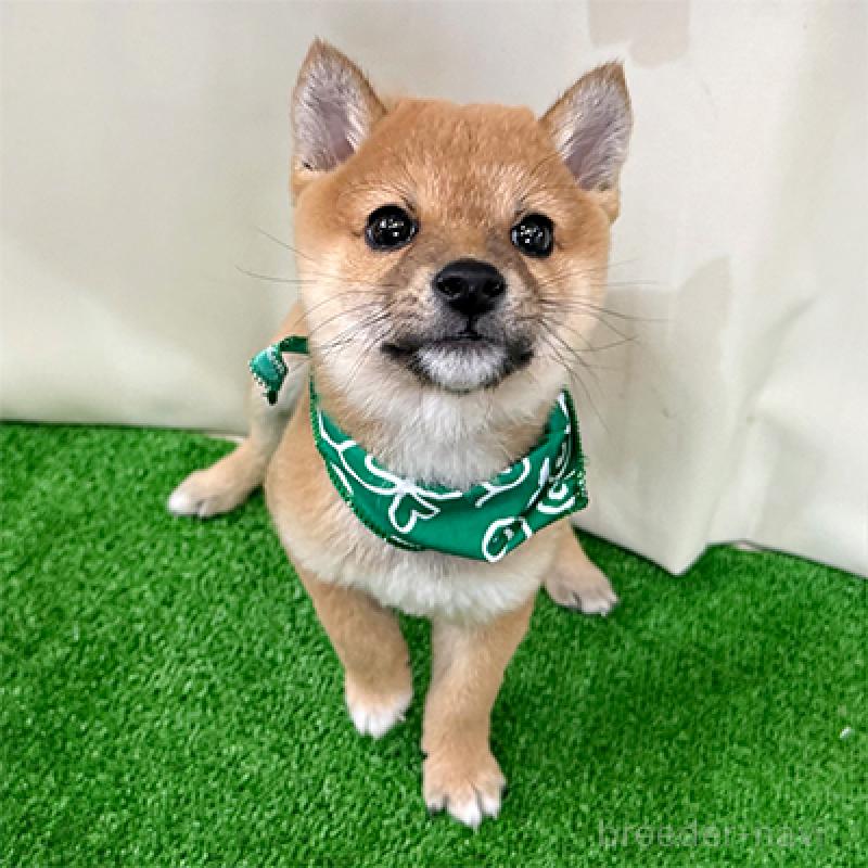 販売中の神奈川県の豆柴-433307