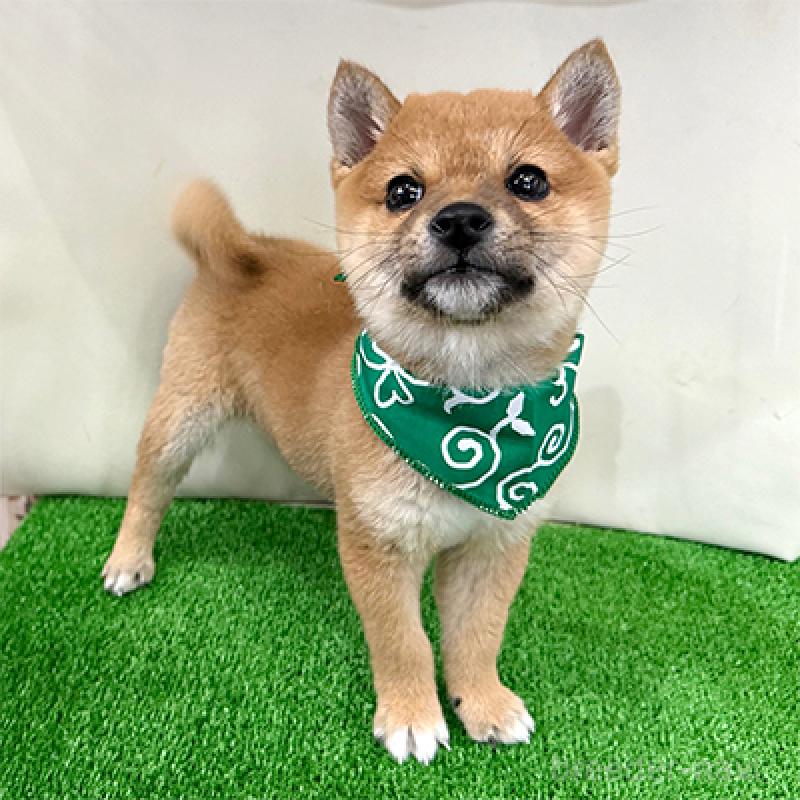 成約済の神奈川県の豆柴-433307の4枚目