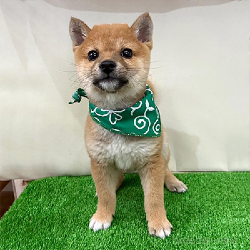 成約済の神奈川県の豆柴-433307の3枚目