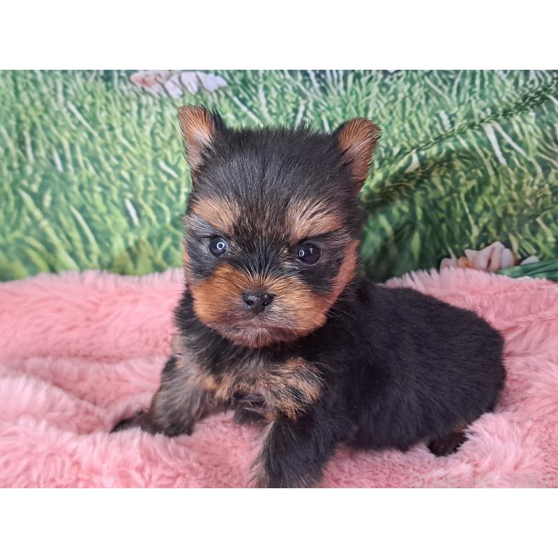 販売中の愛知県のヨークシャーテリア-429304